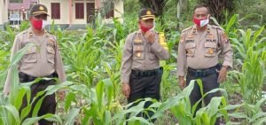 Waka Polres Cek Kebun Ketahanan Pangan