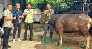 Bank Kalteng Cabang Serahkan Tiga Ekor Sapi