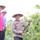 dukung-ketahanan-pangan,-polres-barsel-panen-melon-bersama-kelompok-tani-betang-karya-baru