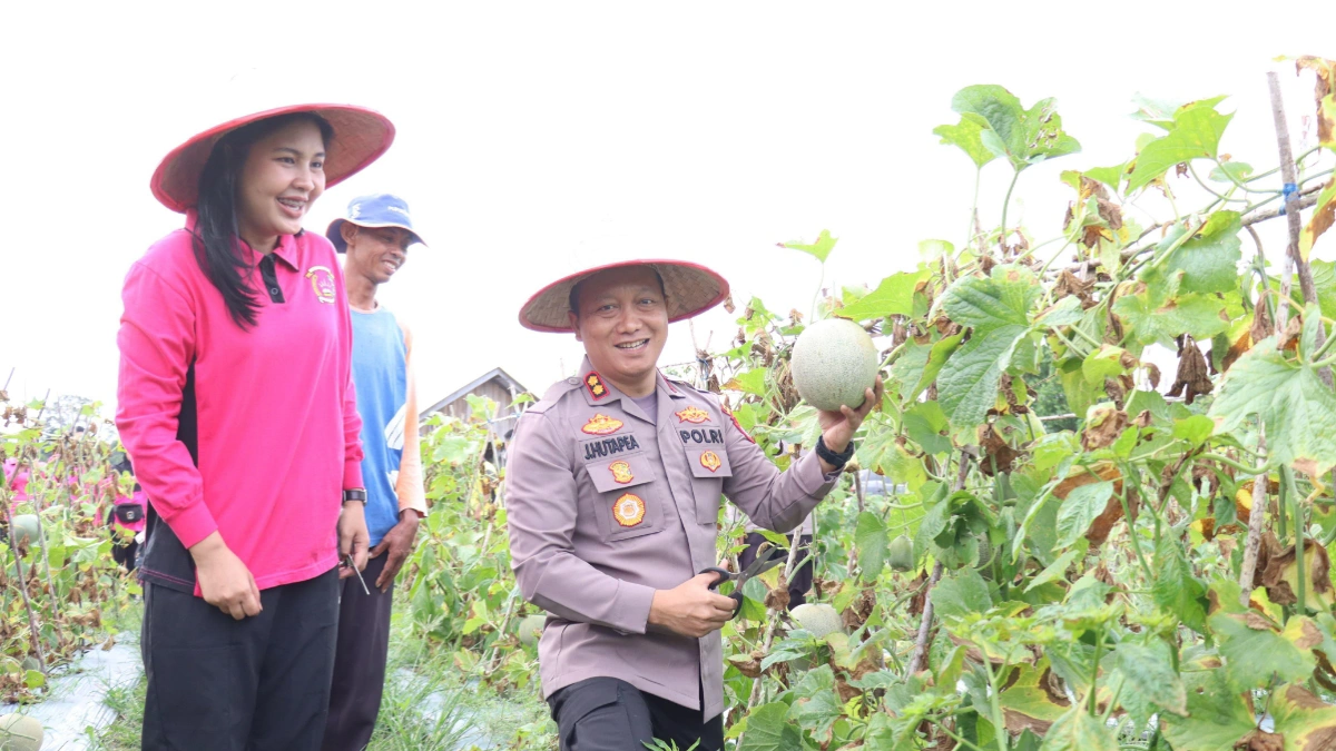 dukung-ketahanan-pangan,-polres-barsel-panen-melon-bersama-kelompok-tani-betang-karya-baru