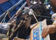 Buaya Sepit 3 Meter Tertangkap Jaring Warga Dievakuasi BKSDA di Danau Kalahien