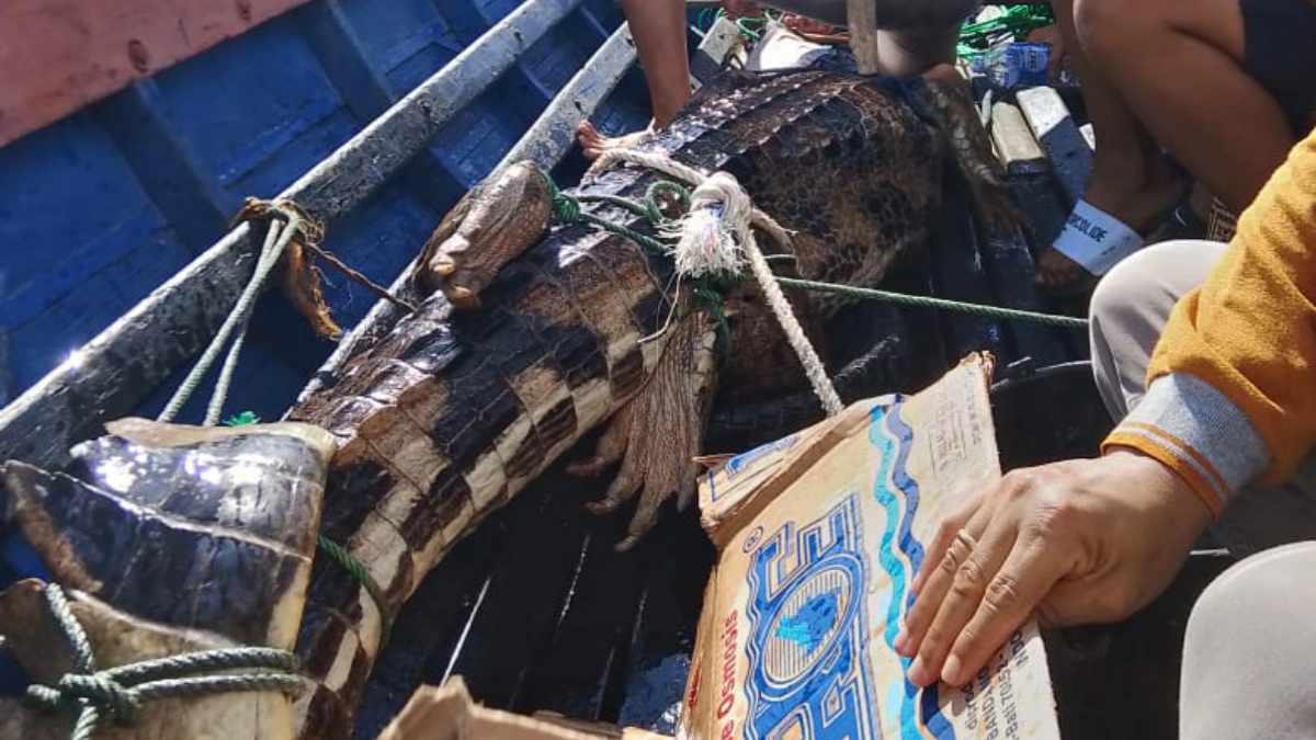 buaya-sepit-3-meter-tertangkap-jaring-warga-dievakuasi-bksda-di-danau-kalahien