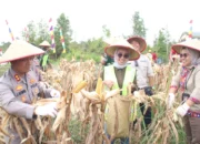Dukung Swasembada Pangan, Polres Barsel Gelar Panen Raya Jagung Bersama Forkopimda dan PT NLI