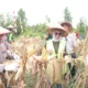 dukung-swasembada-pangan,-polres-barsel-gelar-panen-raya-jagung-bersama-forkopimda-dan-pt-nli