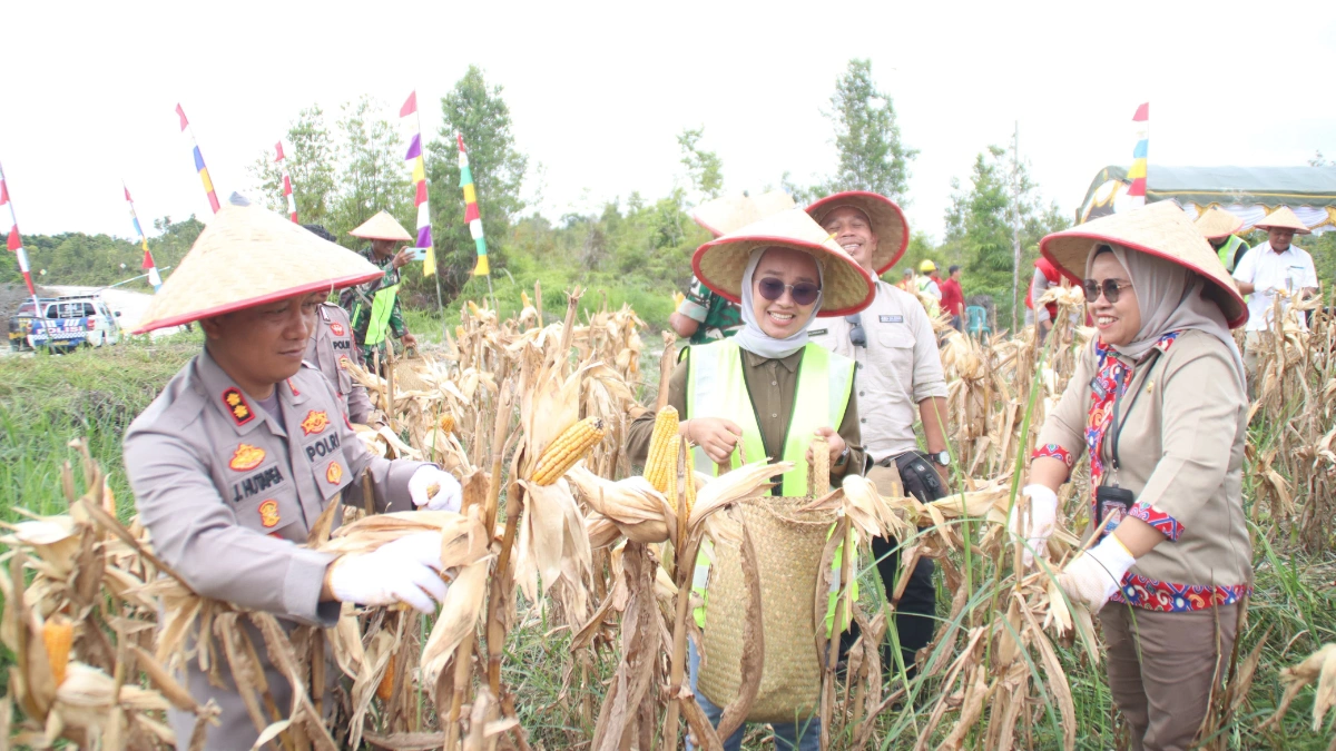 dukung-swasembada-pangan,-polres-barsel-gelar-panen-raya-jagung-bersama-forkopimda-dan-pt-nli