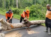 BPBD Barsel Antisipasi Kecelakaan dengan Pemotongan Pohon di Jalan Barito Raya