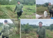 Limbah Kotoran Burung Walet, Inovasi Pupuk Organik Ramah Lingkungan dari Barito Selatan