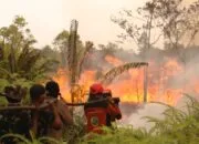 Kapolres Pimpin Langsung Pemadaman Karhutla